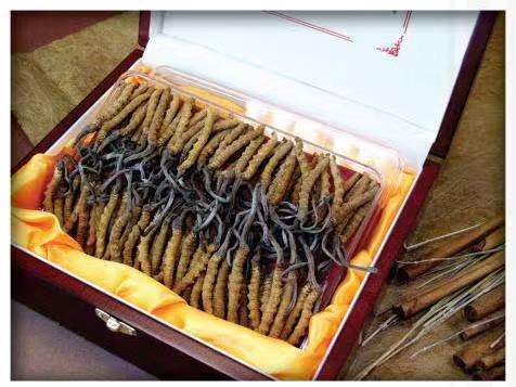 潮阳冬虫夏草回收